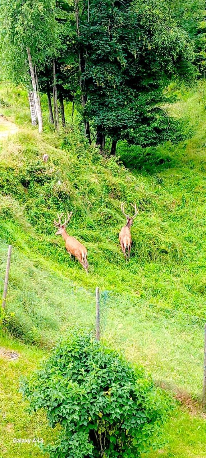 Cascina Del Galin Διαμέρισμα Lanzo dʼIntelvi Εξωτερικό φωτογραφία